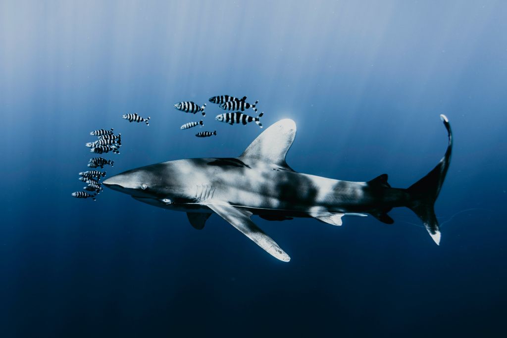Акула и рыбы.jpg